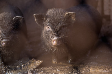 Small Vietnamese pigs on the farm.