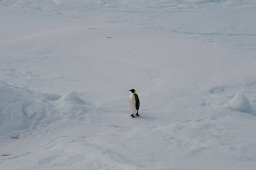 Emperor penguins at the antarctica