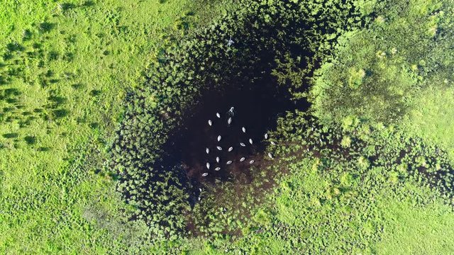Teich V&ouml;gel Wiese