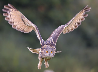 Eagle Owl