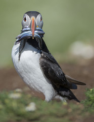 Puffin