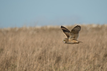 Short Eared Owl