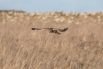 Short Eared Owl
