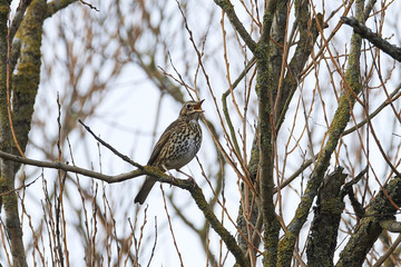Song thrush (Turdus philomelos)