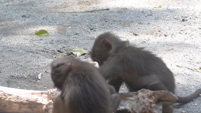 Baboons playing and fighting with each other
