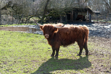 Highland cattle of Scotland