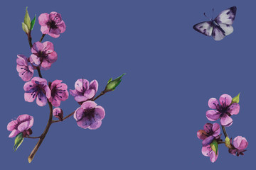 Obraz na płótnie Canvas Sakura flowers background cherry blossom isolated blue background