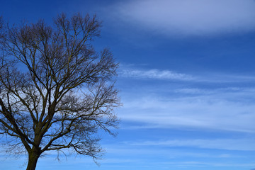 Fototapeta na wymiar Baum ohne Blätter mit blauem Himmel