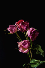 dried red roses on a black background