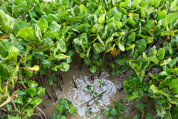 "Aninga"plant (Montrichardia linifera) on the river bank in the amazon rainforest.