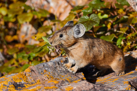 Ochotona alpina, Taxon, Russia, Siberia, Altay, rabbit 4
