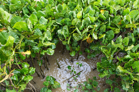 "Aninga"plant (Montrichardia linifera) on the river bank in the amazon rainforest.