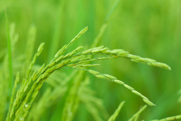 Fototapeta na wymiar Rice is beginning to grow light green