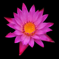 Pink lotus on black scene.