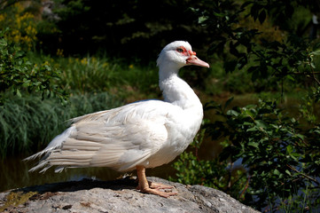 Duck pose