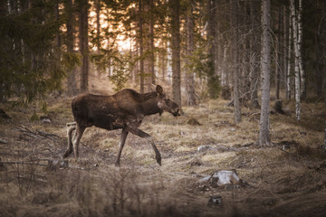 Naklejka na ściany i meble Moose walking in forest