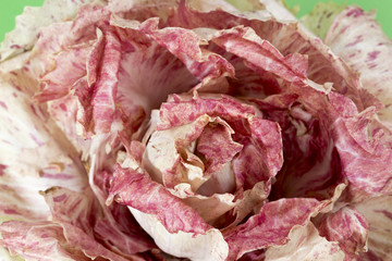 Radicchio Castelfranco italian decorative lettuce on green background.