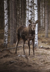 Naklejka na ściany i meble Moose in forest