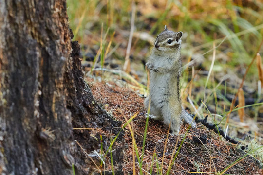 Burunduk, Tamias sibiricus, Chipmunks, Russia Siberia