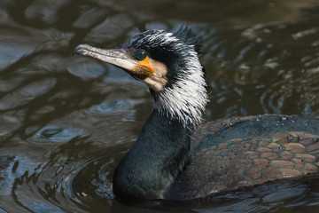 Portrait of an adult great cormorant , The Netherlands