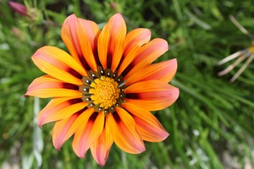 Colorful orange and pink Gazania flower in the garden in spring