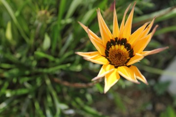 Colorful yellow Gazania Flower in the garden