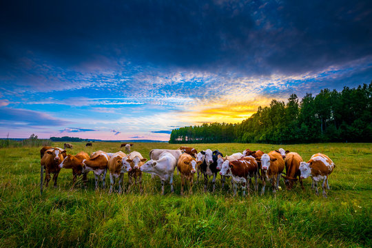 The Cattle Gang