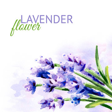 Lavender flower background. Watercolor hand drawn illustration, isolated on white background