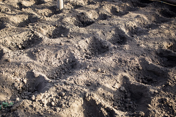 Wells in the soil of the earth. Preparation for planting