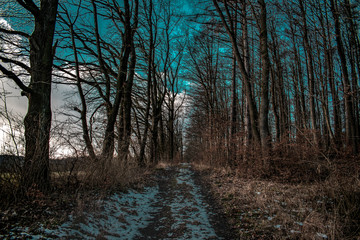 Waldweg Winter