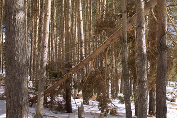 fallen tree in winter forest