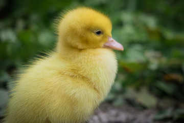 portrait of cute little yellow baby fluffy muscovy duckling looking at camera in green grass