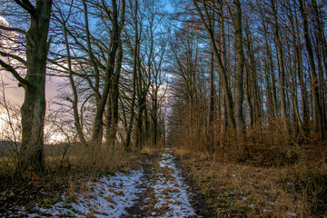 Waldweg Winter