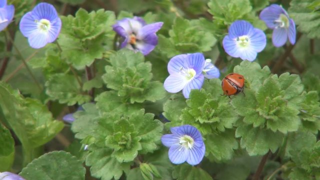 Ladybug Flying, Flight, Veronica Persica Flowers in Field, Ladybird, Bug, Macro