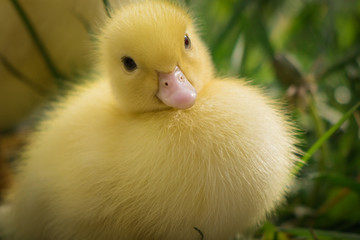 portrait of cute little yellow baby fluffy muscovy duckling looking at camera in green grass © Barbara C