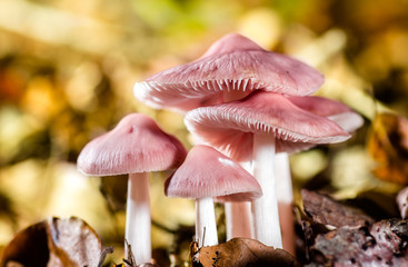 Pilze Farben Detail