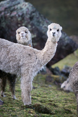 Alpaca in Peru