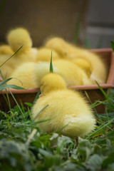 Obraz premium group of cute yellow fluffy ducklings in springtime, animal family concept