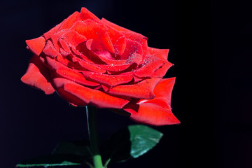 red rose 2