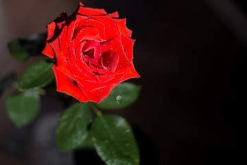 red rose 1