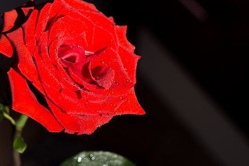  super red rose