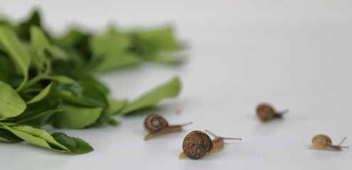 Little snail with brown shell on a green leaf on white background . nature concept. life is flowing slowly.