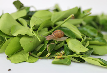 Little snail with brown shell on a green leaf on white background . nature concept. life is flowing slowly. © SmeyyeTuba