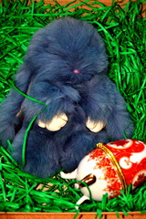 Серый заяц с яйцом