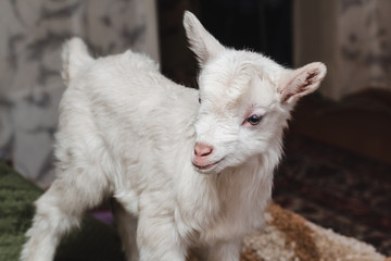 White goat close-up in the house