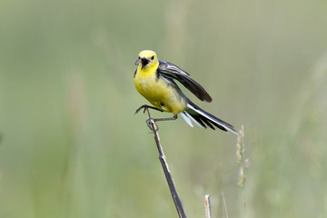 Citrine Wagtail (Motacilla werae)
