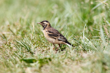 Citrine Wagtail (Motacilla werae)