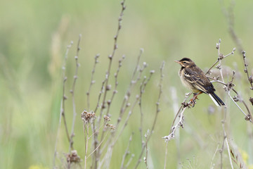 Citrine Wagtail (Motacilla werae)