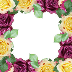 Beautiful floral background of roses. Isolated 