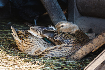 Colored duck resting in the barn